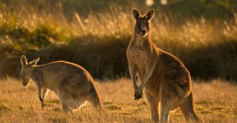 Kiedy lecieć do Australii